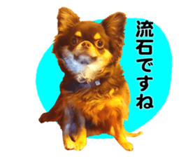 CHIHUAHUA SHOCOLA sticker #14023869