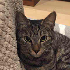 cat called SADAHARU 2