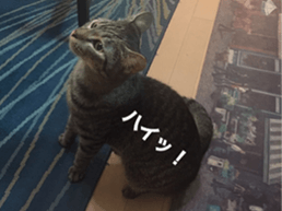 cat called SADAHARU 2 sticker #14027342