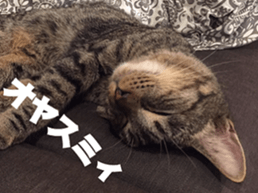 cat called SADAHARU 2 sticker #14027344