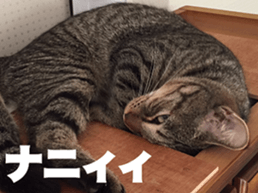 cat called SADAHARU 2 sticker #14027345