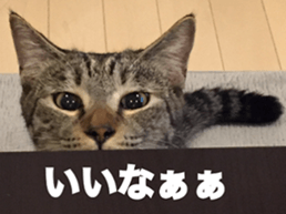 cat called SADAHARU 2 sticker #14027347