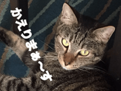 cat called SADAHARU 2 sticker #14027349