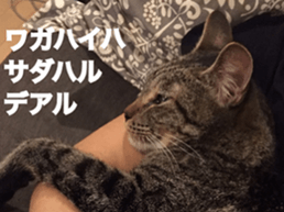 cat called SADAHARU 2 sticker #14027350