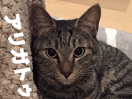 cat called SADAHARU 2 sticker #14027351