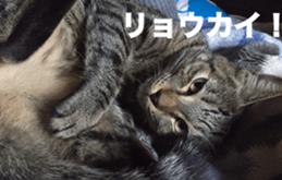 cat called SADAHARU 2 sticker #14027353