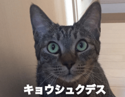 cat called SADAHARU 2 sticker #14027354