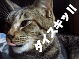 cat called SADAHARU 2 sticker #14027355