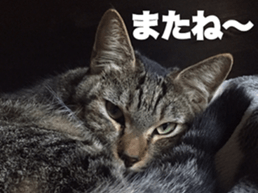 cat called SADAHARU 2 sticker #14027356