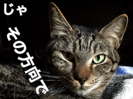 cat called SADAHARU 2 sticker #14027357