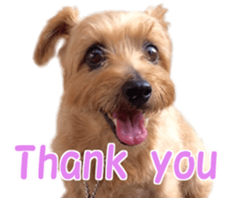 Cheerful Rara sticker #14028400