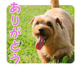 Cheerful Rara sticker #14028401