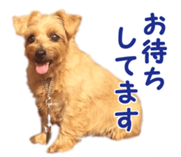 Cheerful Rara sticker #14028402