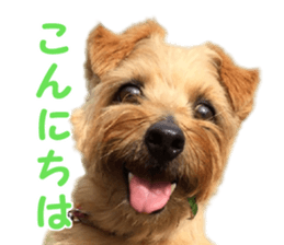 Cheerful Rara sticker #14028403