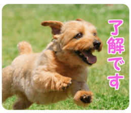 Cheerful Rara sticker #14028405