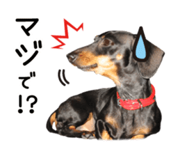Sticker of a dog and a cat sticker #14030211