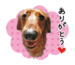 Sticker of a dog and a cat sticker #14030212