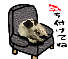 Dogs in Thailand sticker #14031232