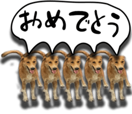 Dogs in Thailand sticker #14031234