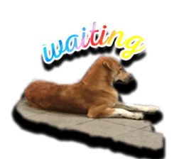 Dogs in Thailand sticker #14031238