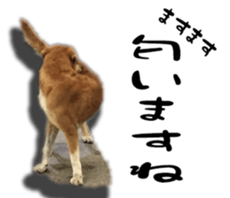 Dogs in Thailand sticker #14031244