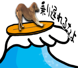 Dogs in Thailand sticker #14031249