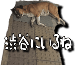 Dogs in Thailand sticker #14031254