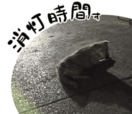 Dogs in Thailand sticker #14031256