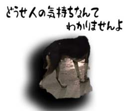 Dogs in Thailand sticker #14031257