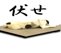 Dogs in Thailand sticker #14031259