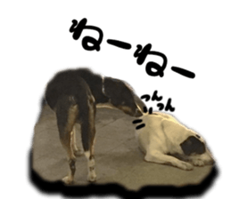 Dogs in Thailand sticker #14031264