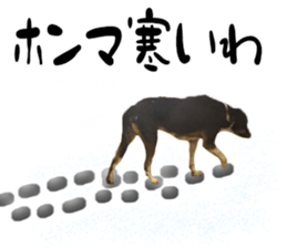 Dogs in Thailand sticker #14031265