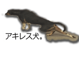 Dogs in Thailand sticker #14031266