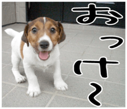 MIEDOG Jack Russell terrier sticker 1 sticker #14031454