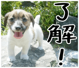 MIEDOG Jack Russell terrier sticker 1 sticker #14031455