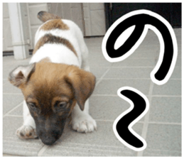 MIEDOG Jack Russell terrier sticker 1 sticker #14031456