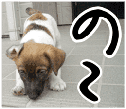 MIEDOG Jack Russell terrier sticker 1 sticker #14031456
