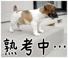 MIEDOG Jack Russell terrier sticker 1 sticker #14031457
