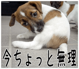 MIEDOG Jack Russell terrier sticker 1 sticker #14031458