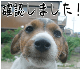 MIEDOG Jack Russell terrier sticker 1 sticker #14031459