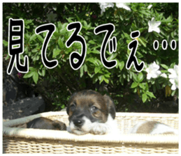 MIEDOG Jack Russell terrier sticker 1 sticker #14031460