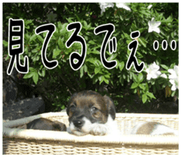 MIEDOG Jack Russell terrier sticker 1 sticker #14031460