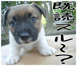 MIEDOG Jack Russell terrier sticker 1 sticker #14031461