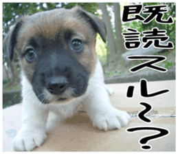 MIEDOG Jack Russell terrier sticker 1 sticker #14031461