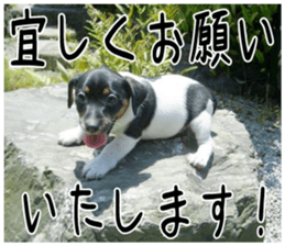 MIEDOG Jack Russell terrier sticker 1 sticker #14031462