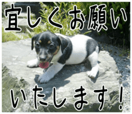 MIEDOG Jack Russell terrier sticker 1 sticker #14031462