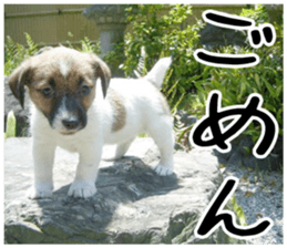 MIEDOG Jack Russell terrier sticker 1 sticker #14031463
