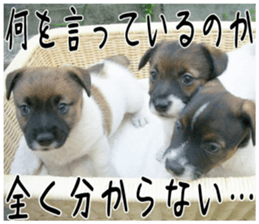 MIEDOG Jack Russell terrier sticker 1 sticker #14031464