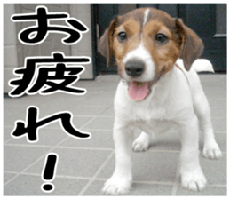 MIEDOG Jack Russell terrier sticker 1 sticker #14031465