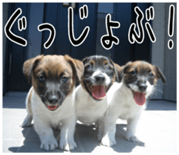 MIEDOG Jack Russell terrier sticker 1 sticker #14031466